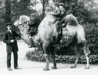 Baktriai tevelovaglás a londoni állatkertben, 1913 körül